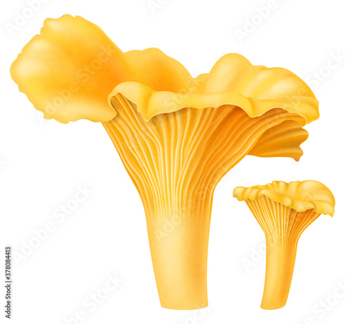 Yellow chanterelle mushrooms isolated on white background. Vector illustration.