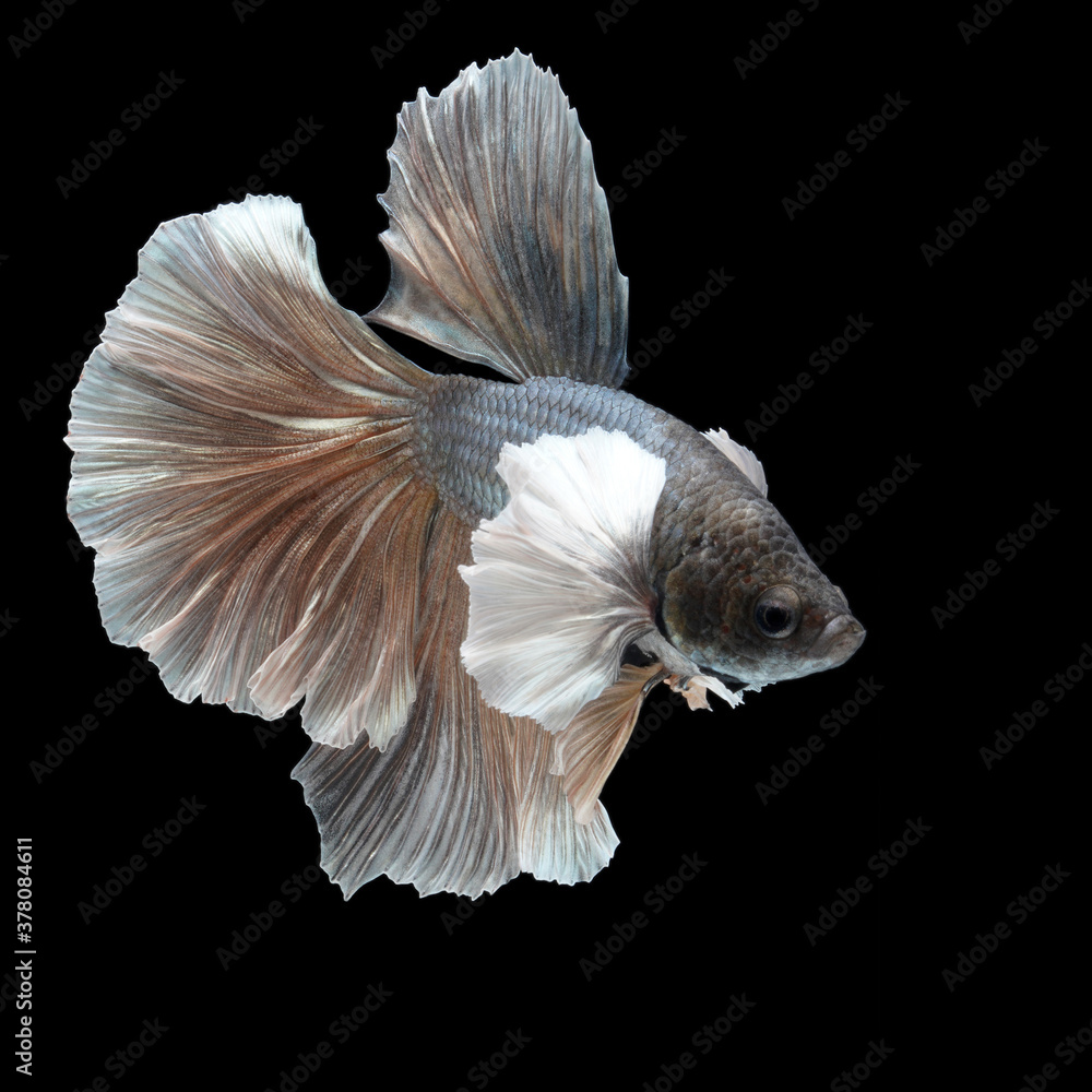 Siamese fighting fish on black background. Siamese fighting fish on black background.