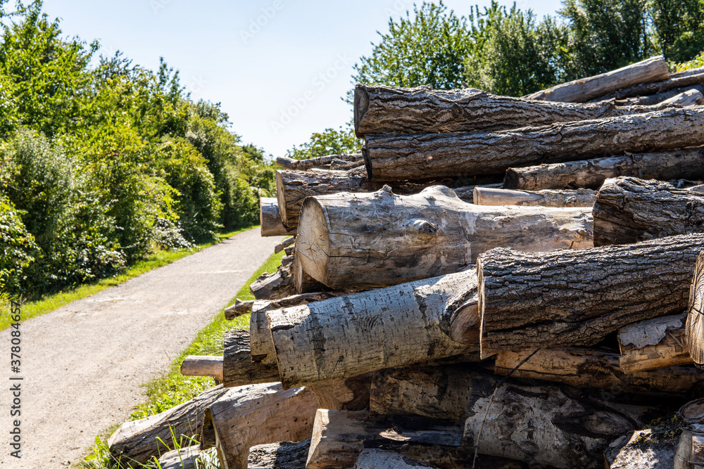 Pile of firewood in the forest. Wooden logs with forest trail, trees and sky on background