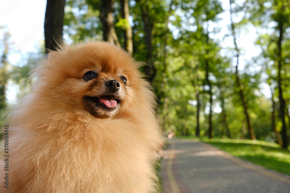cute pomeranian sitting and smiling at the camera cute pomeranian sitting and smiling at the camera