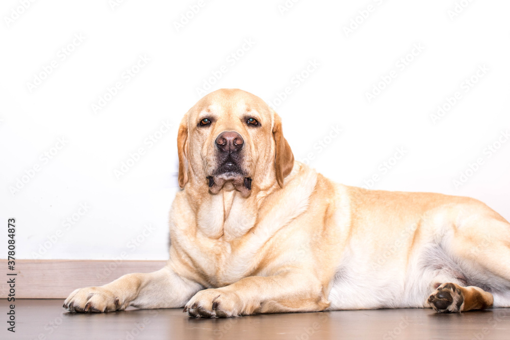 Retrato de un perro Labrador relajado 