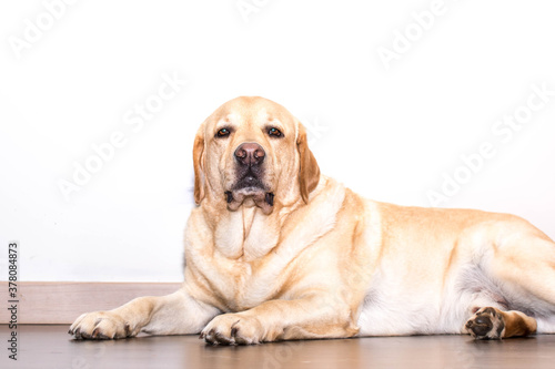 Retrato de un perro Labrador relajado 