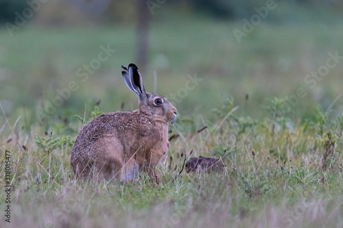 Hare (lepus europaeus) sitting in the grass. Hare on a farmers field in the Netherlands.