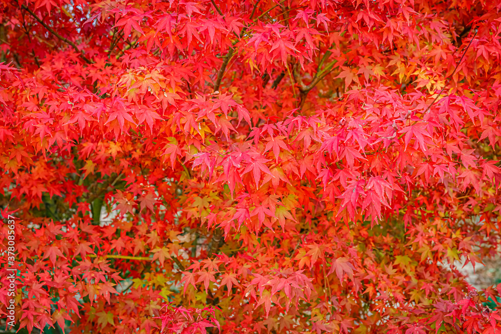 Beautiful Acer palmatum ( palmate maple or smooth Japanese maple