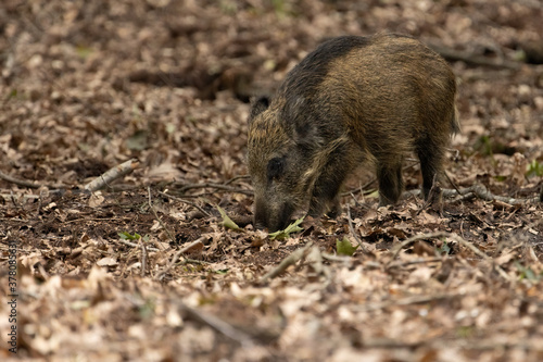 Wild boar (Sus scrofa) piglet at the veluwe. Wild boar looking for food.	
