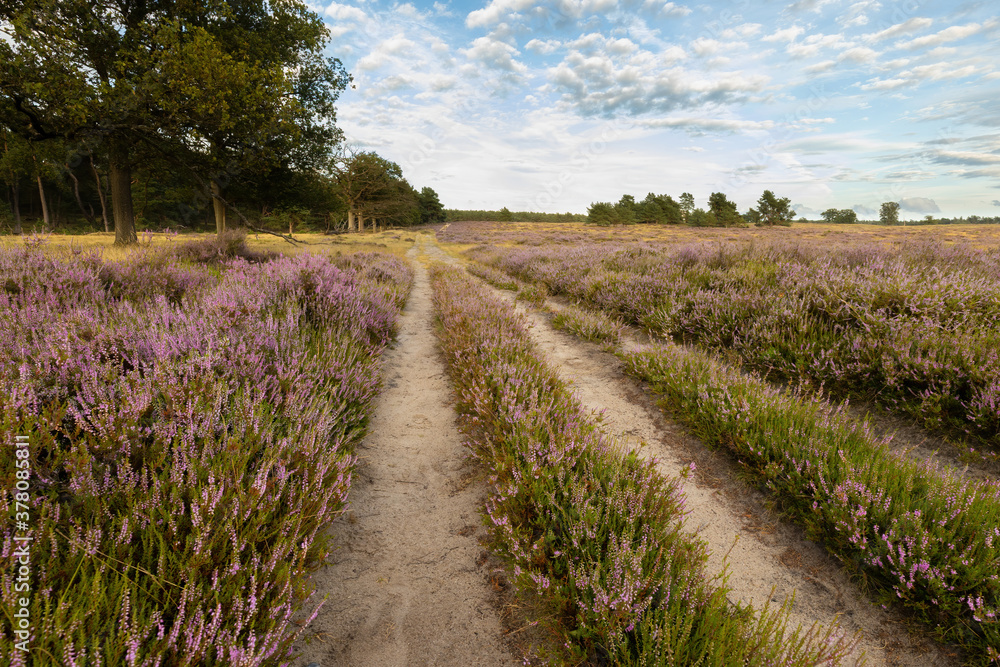 Road between purple heather at the Deelerwoud. Purple heather at the Veluwe in the Netherlands. Road between purple heather at the Deelerwoud. Purple heather at the Veluwe in the Netherlands.