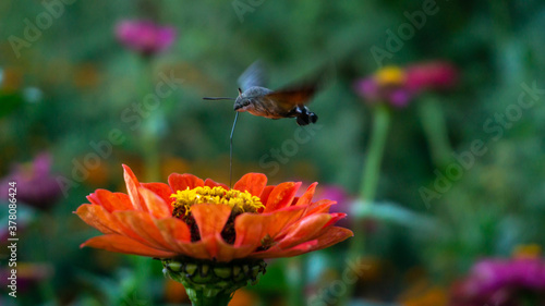 red flower over which the butterfly collects nectar © Olexandr