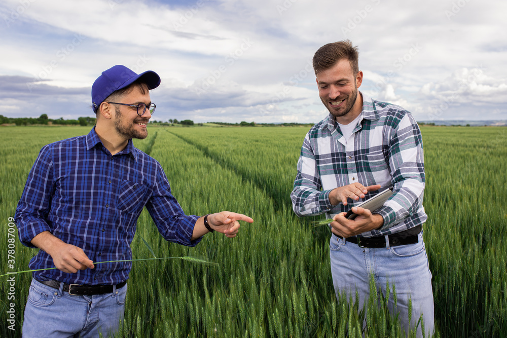 Two farmers standing in green wheat field examining crop during the day. Two farmers standing in green wheat field examining crop during the day.