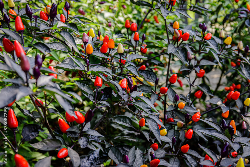 Capsicum Annuum, close up. Multicolor Chili Peppers Plant var. Bolivian
