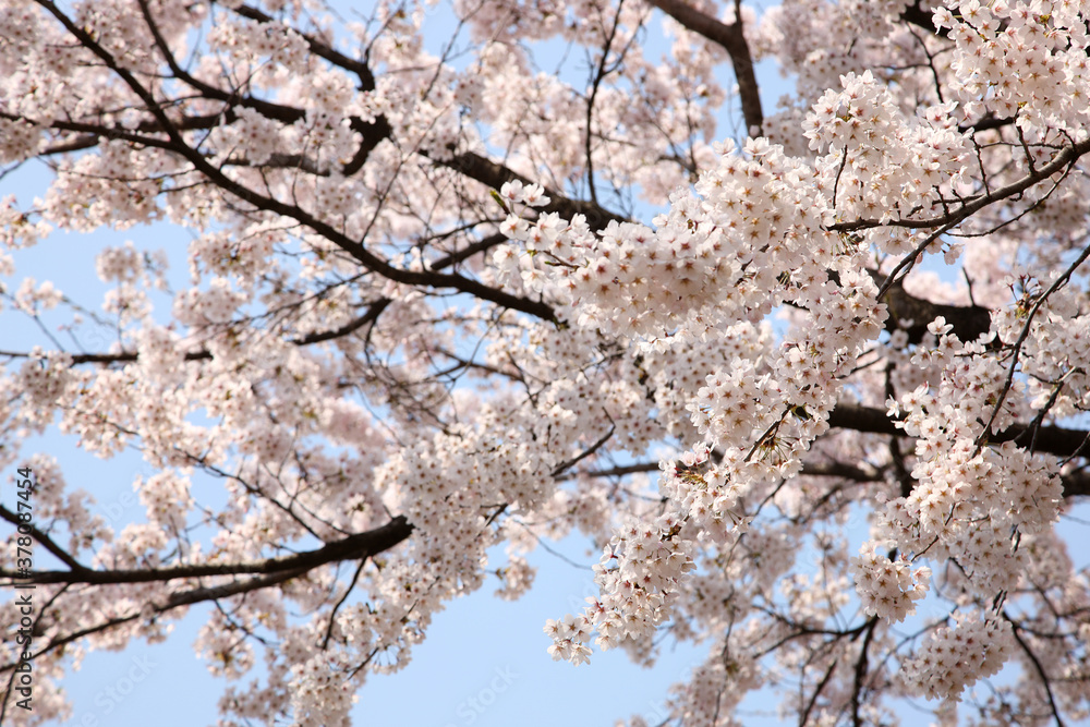 Beautiful cherry blossom sakura in spring time over blue sky. Beautiful cherry blossom sakura in spring time over blue sky.