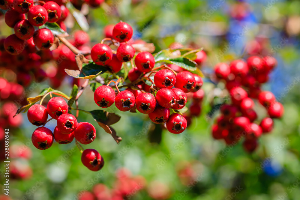 Red berries in autumn garden. Many Red fruits of Crataegus monogyna, known as hawthorn or single-seeded hawthorn ( may, mayblossom, maythorn, quickthorn, whitethorn, motherdie, haw ) berry Red berries in autumn garden. Many Red fruits of Crataegus monogyna, known as hawthorn or single-seeded hawthorn ( may, mayblossom, maythorn, quickthorn, whitethorn, motherdie, haw ) berry