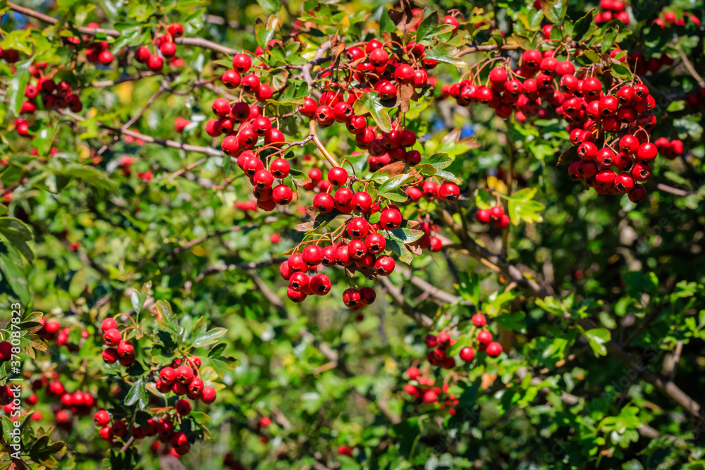 Red berries in autumn garden. Many Red fruits of Crataegus monogyna, known as  hawthorn or single-seeded hawthorn ( may, mayblossom, maythorn, quickthorn, whitethorn, motherdie, haw ) berry