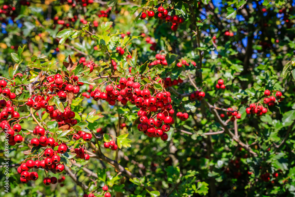 Red berries in autumn garden. Many Red fruits of Crataegus monogyna, known as  hawthorn or single-seeded hawthorn ( may, mayblossom, maythorn, quickthorn, whitethorn, motherdie, haw ) berry