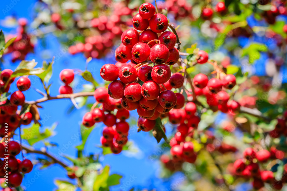 Obraz premium Red berries in autumn garden. Many Red fruits of Crataegus monogyna, known as hawthorn or single-seeded hawthorn ( may, mayblossom, maythorn, quickthorn, whitethorn, motherdie, haw ) berry