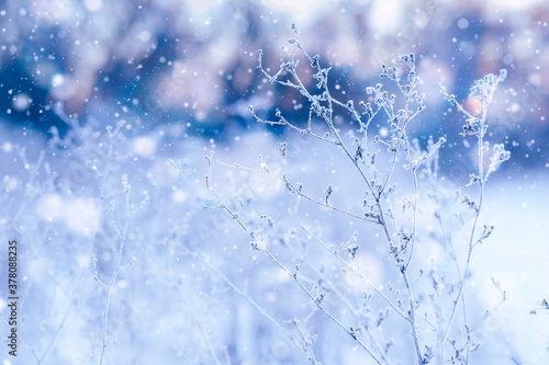 frozen twigs in the snow. winter frosty macro