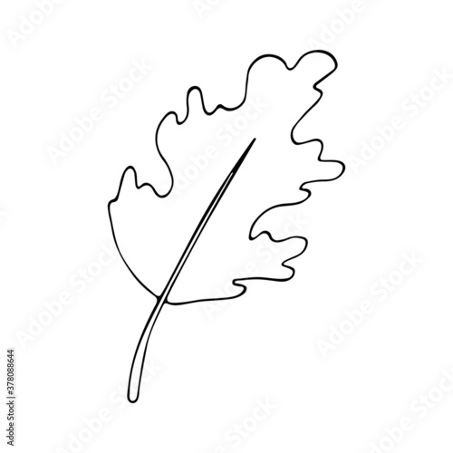 Isolated vector illustration of Maple leaf in doodle style. Graphic design elements. Black and white botanical illustration. Autumnal element of forest.	
