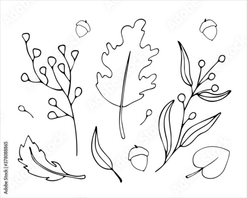 Fall vector Set  with different leaves, branches, berries on white background in doodle style. Black and white contour elements of autumn atmosphere. Botanical illustrations.