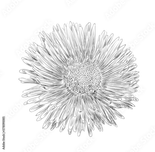 Vector illustration, isolated aster flower in black and white colors, outline hand painted drawing