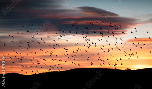 Starlings flocking together in the sky at sunset