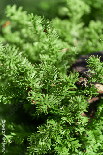 Green Pine Leaves Close Up