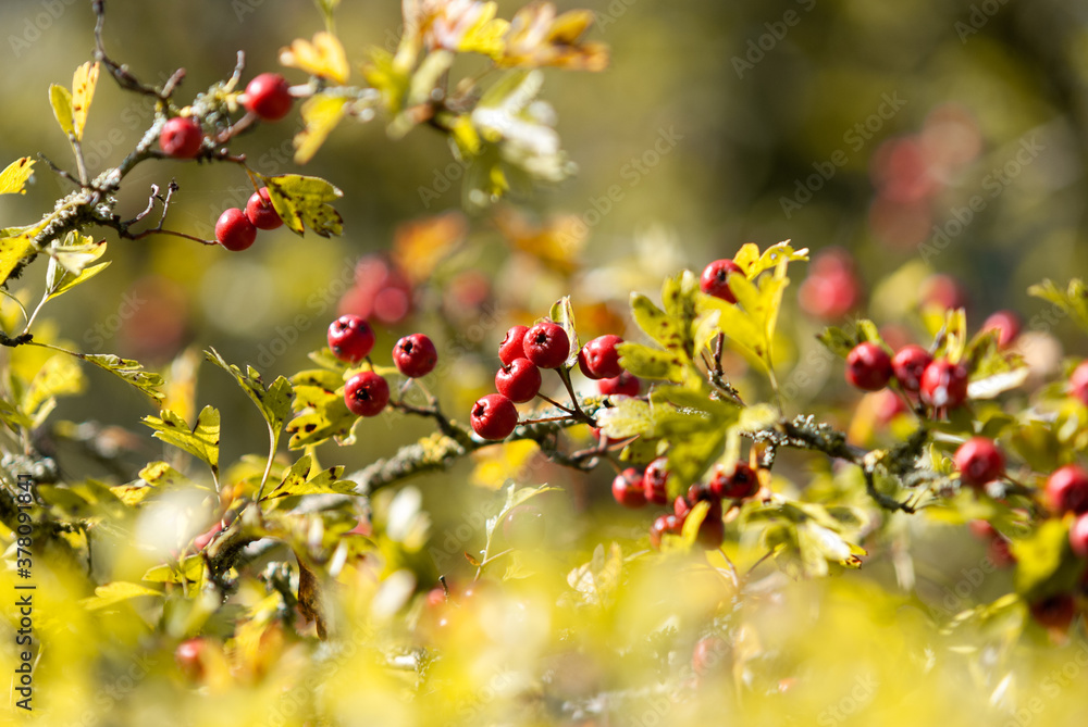 Red Berries Tree in Autumn Red Berries Tree in Autumn