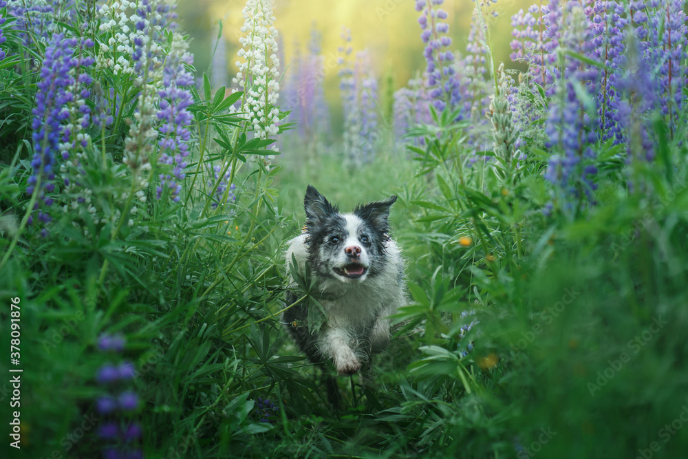 Fototapeta premium dog in lupine flowers. Marble border collie in nature. Lovely pet