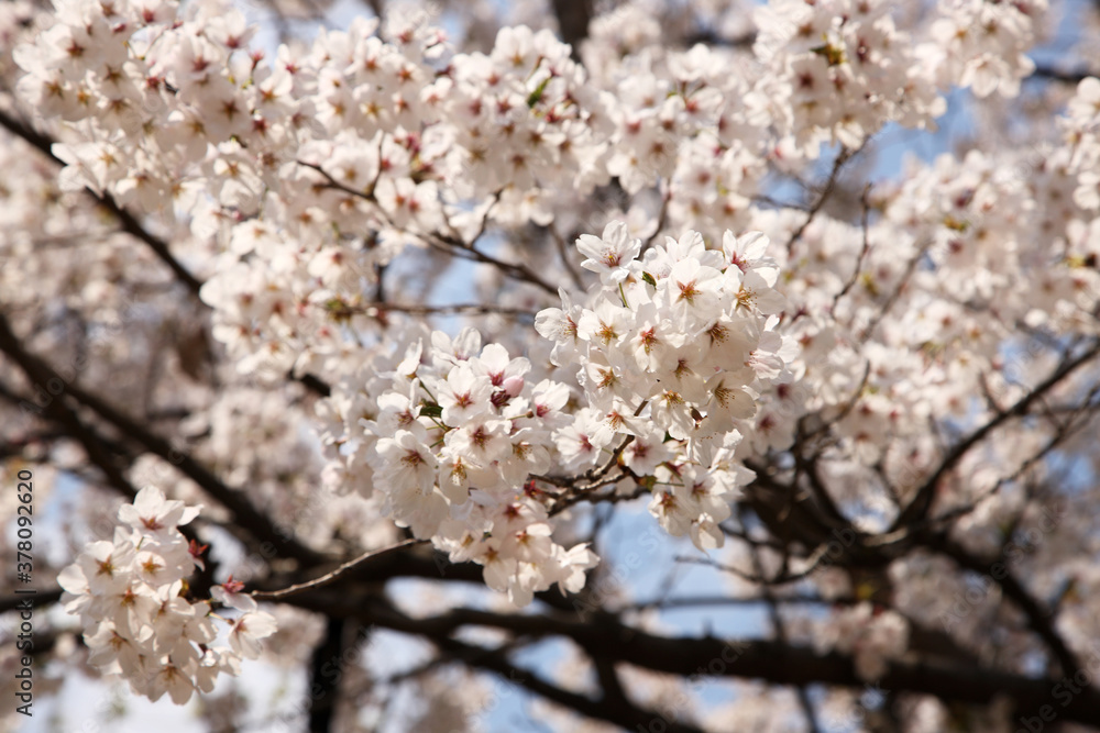 Beautiful cherry blossom sakura in spring time over blue sky. Beautiful cherry blossom sakura in spring time over blue sky.