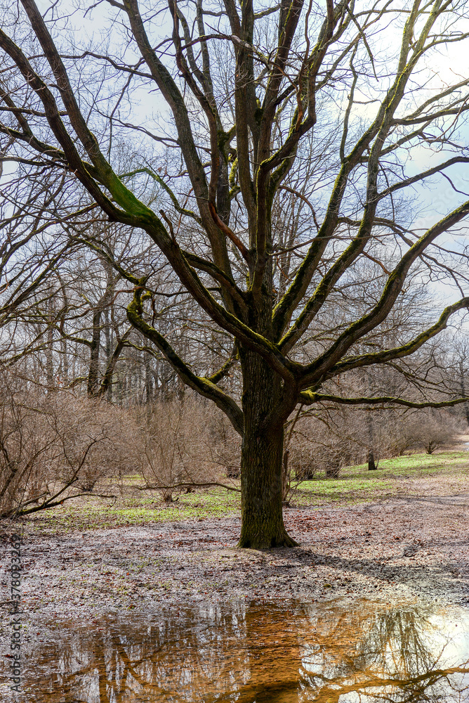 oak tree in spring