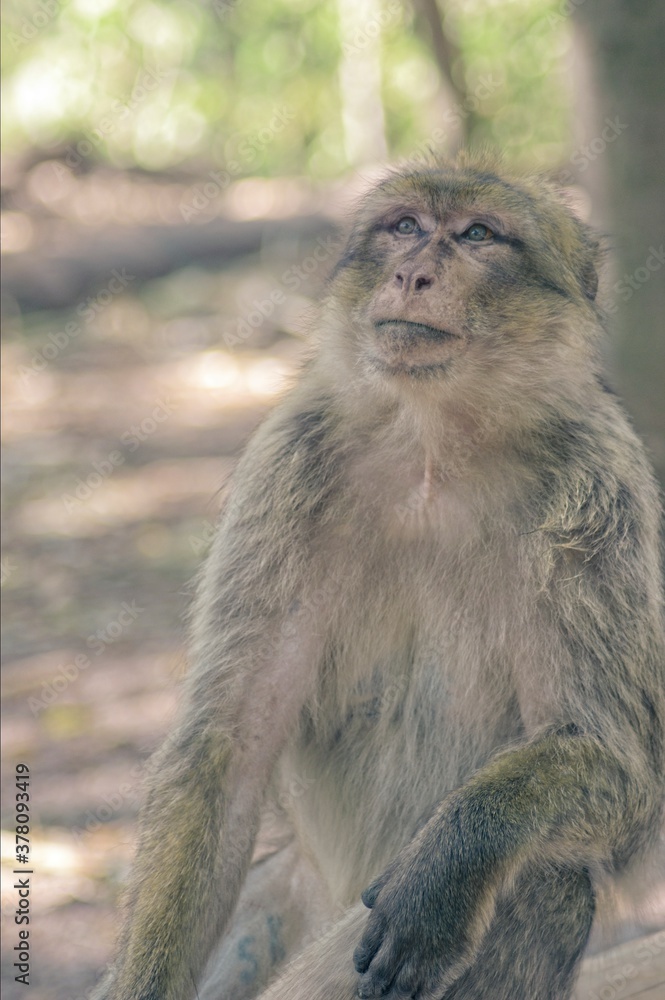 Fototapeta premium Singe Magots en Foret sauvage