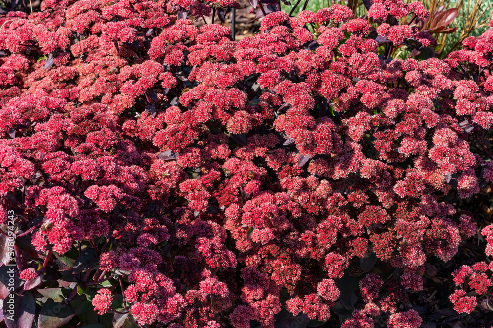 Sedum telephium 'Xenox' a summer autumn dark purple perennial flower plant commonly known as stonecrop stock photo image Sedum telephium 'Xenox' a summer autumn dark purple perennial flower plant commonly known as stonecrop stock photo image
