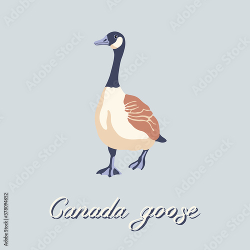 Canada goose. Bird walking forward. Vintage collection. Vector illustration.
