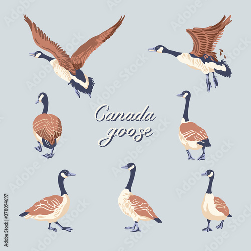 Canada geese. Hand-drawn set of birds. Vintage collection. Vector illustration.