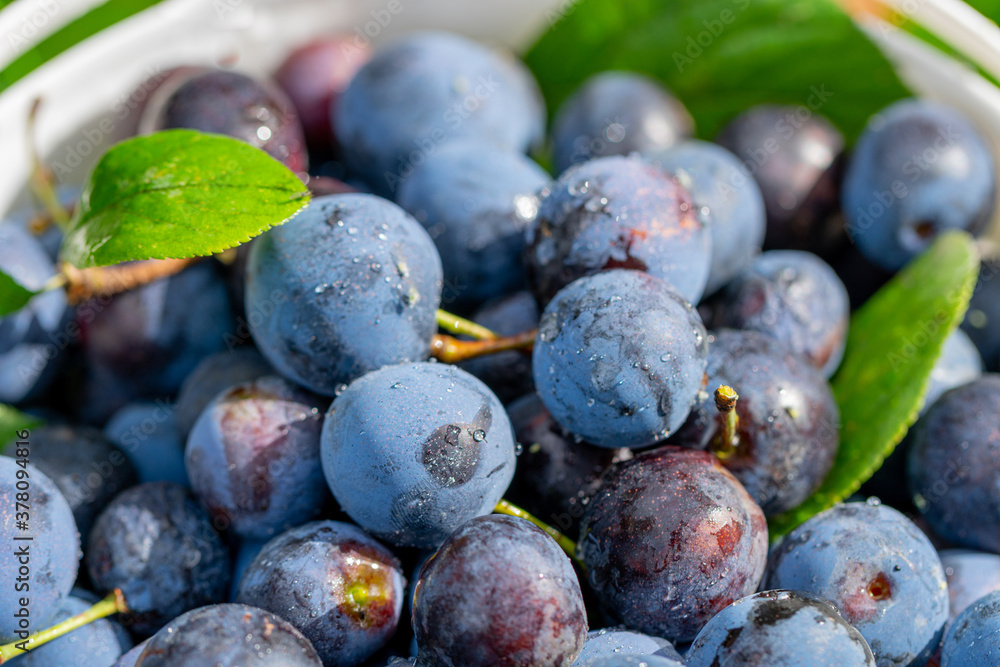 Fototapeta premium harvest. ripe plums close up