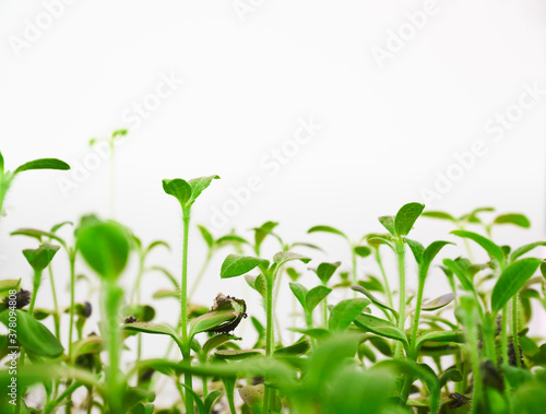 Green Plants Growing Organic vegetable outdoor on white background