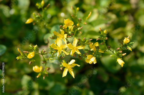 Mountain St Johns Wort