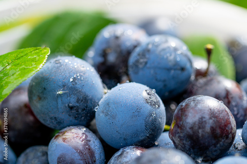 Wallpaper Mural harvest. ripe plums close up Torontodigital.ca