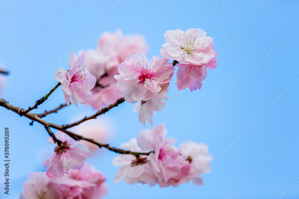 Beautiful pink peach blossom on blue sky background in spring. Beautiful pink peach blossom on blue sky background in spring.