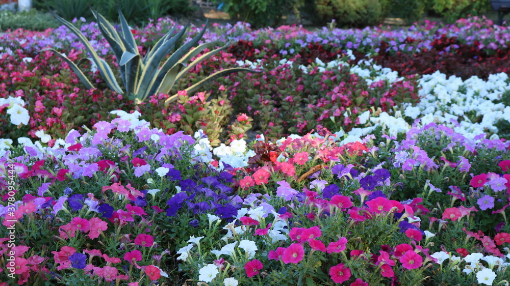 bright flower bed with different shades of flowering plants that make up the natural background of a summer park or garden