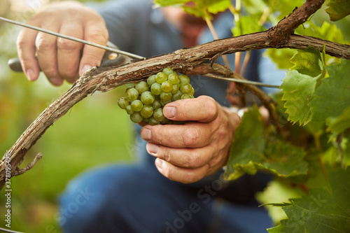 Dedicated worker hand-picking white grapes from the vine photo