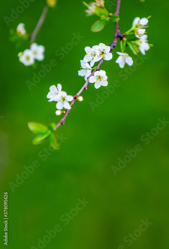Close-up of white plum tree flowers on a branch over green bokeh background.