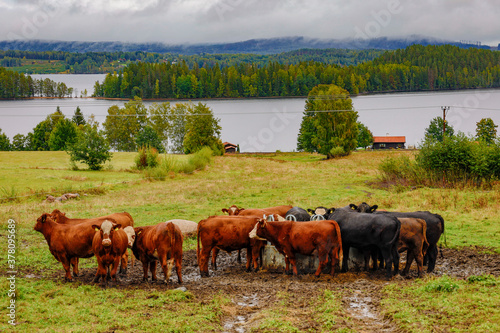 Sunne  Sweden  Cows grazing on the shore of the Klara river in the province of Varmland.