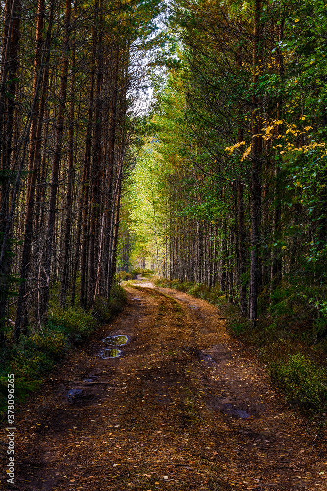 Torsby, Sweden A wooded country road and forest. Torsby, Sweden A wooded country road and forest.