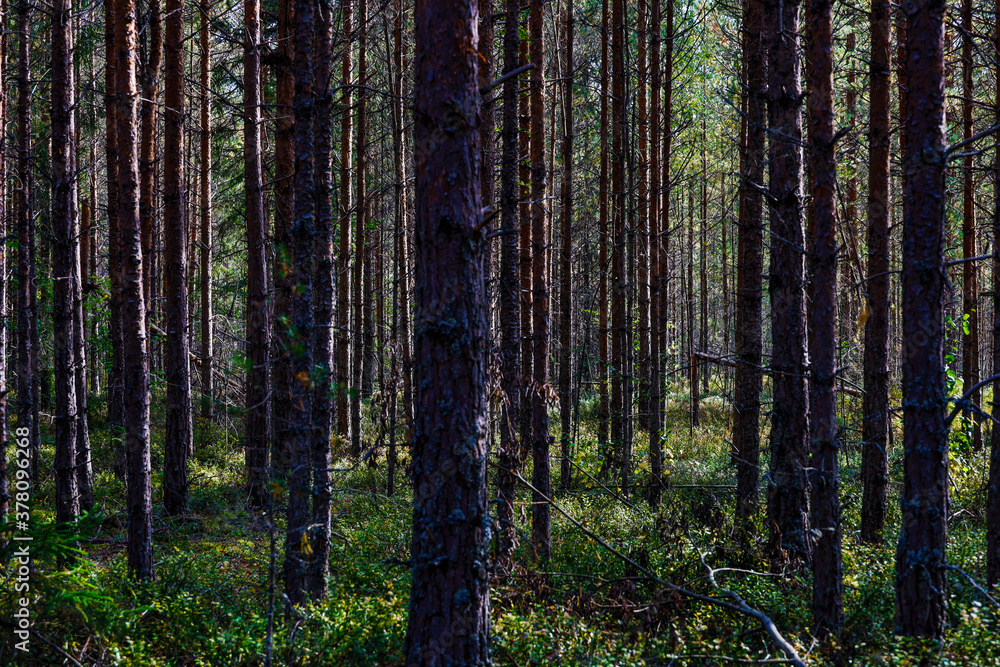 Fototapeta premium Torsby, Sweden A forest of pine trees.