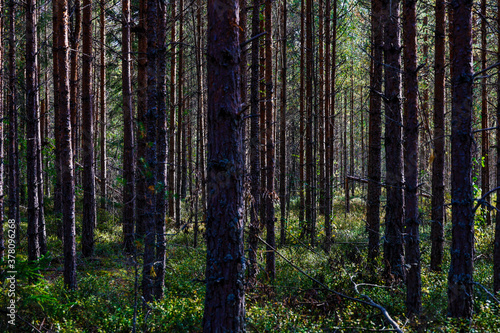 Torsby, Sweden A forest of pine trees.