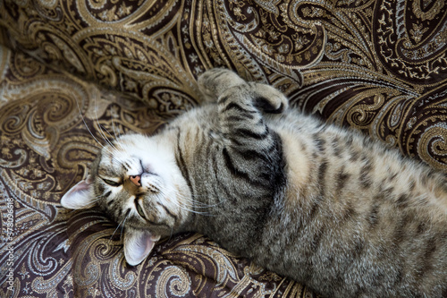 On the sofa lies a brown tabby cat on its back. Beautiful domestic cat.