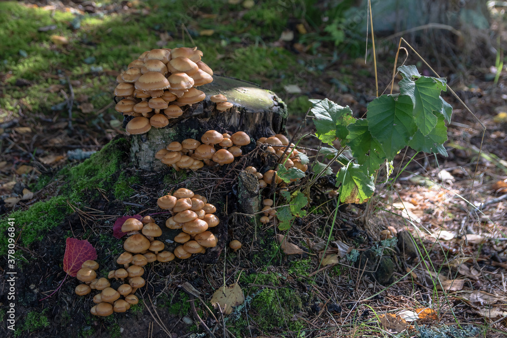 Forest poisonous mushrooms. False mushrooms are small with brown shiny caps, growing in bunches on an old tree stump Forest poisonous mushrooms. False mushrooms are small with brown shiny caps, growing in bunches on an old tree stump