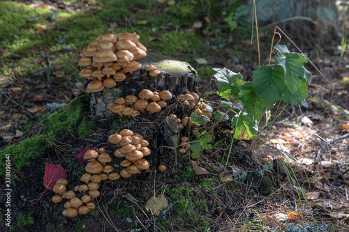 Forest poisonous mushrooms. False mushrooms are small with brown shiny caps, growing in bunches on an old tree stump