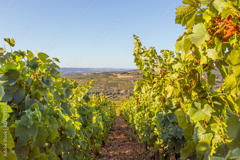 meursault bourgogny vignoble vin raisin côte de Beaune