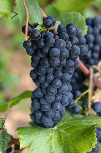 raisin vignoble vin bourgogny pinot noir vignoble vigne domaine