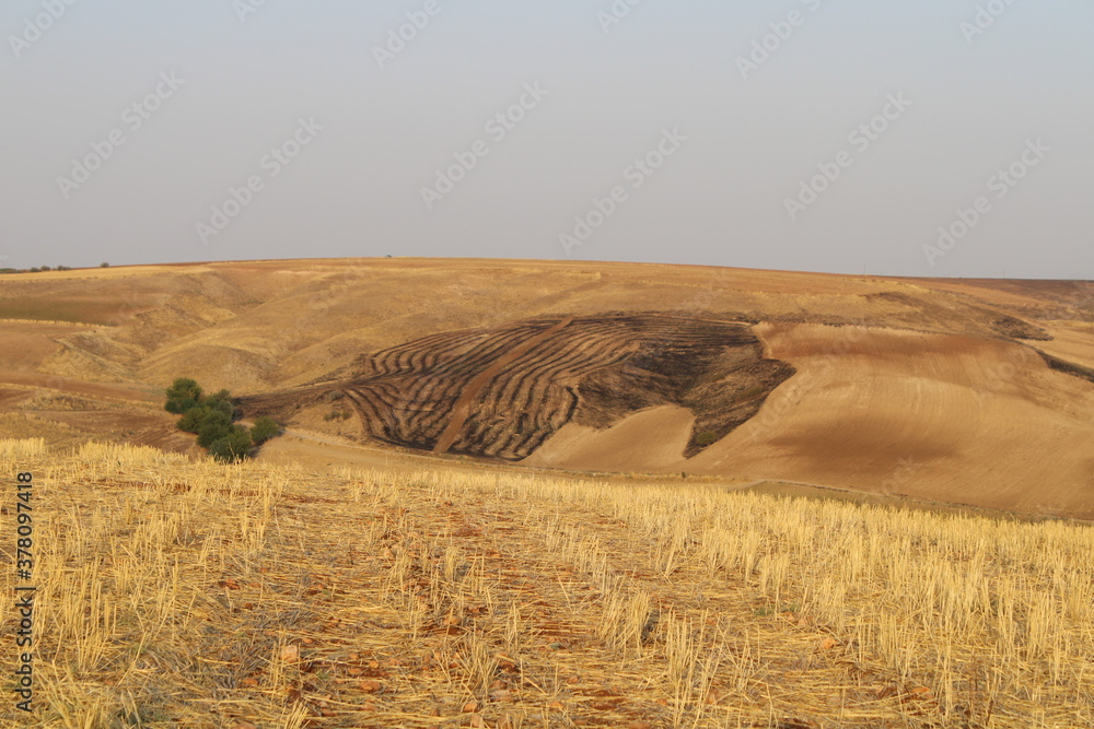 Fototapeta premium A burning field, fire destroyed crops
